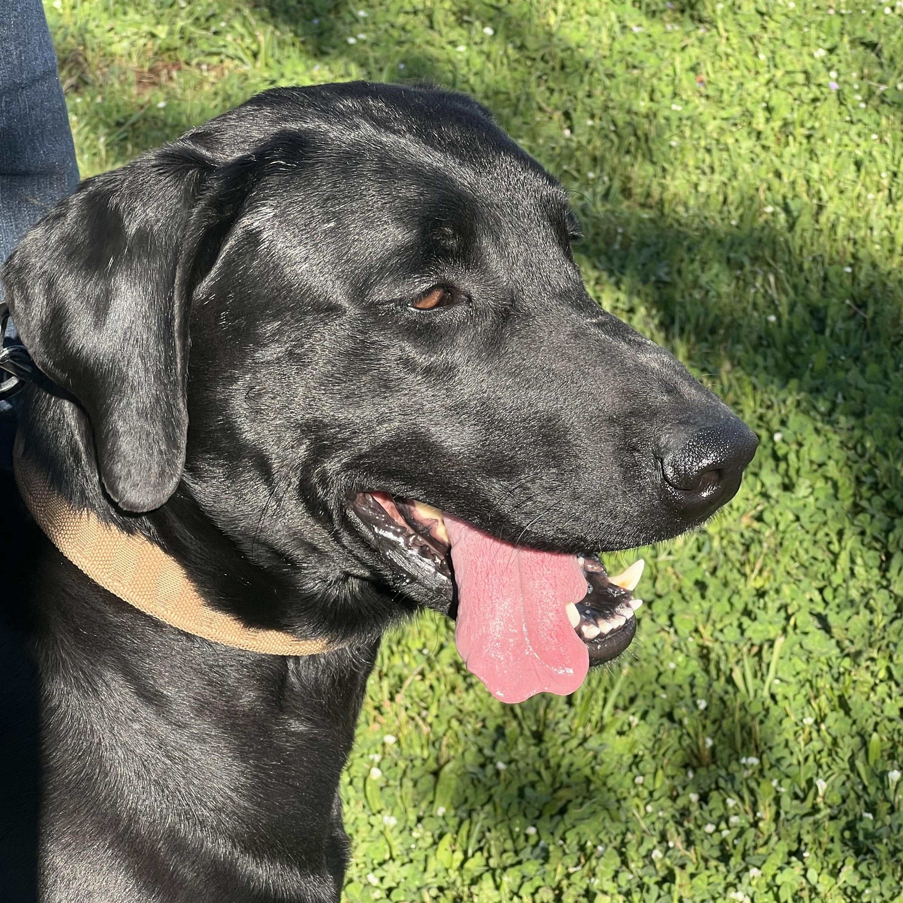 Enlarge Huck, a ADOPTABLE mixed breed in Oroville , CA image 1/5