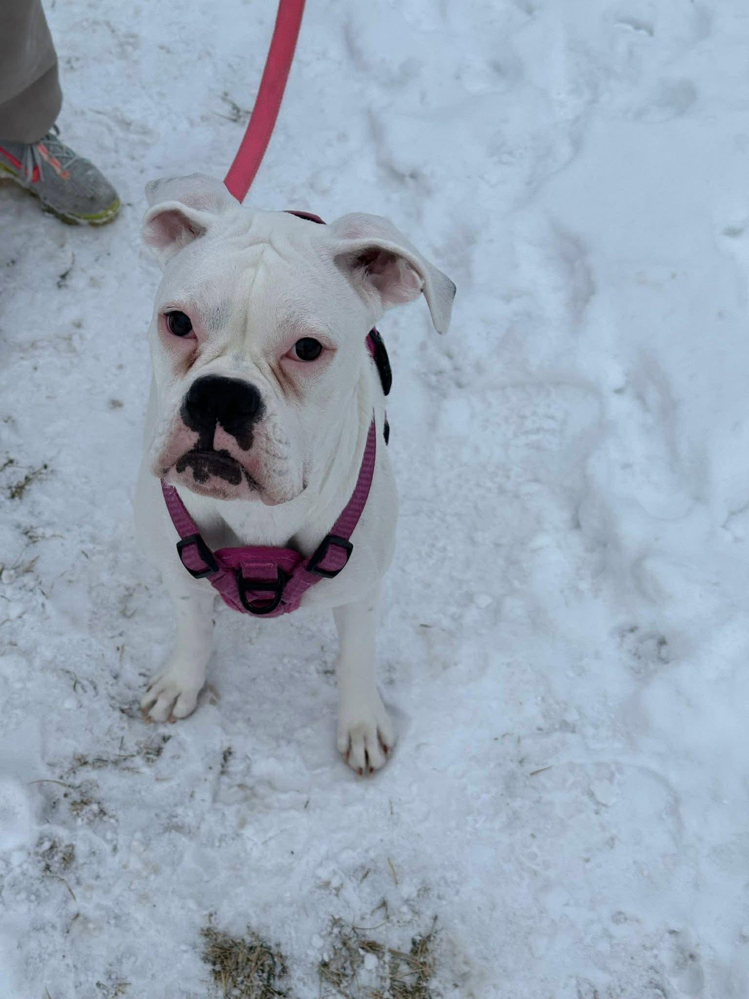 Lola *Needs Foster*, Adoptable, Young Female Boxer.