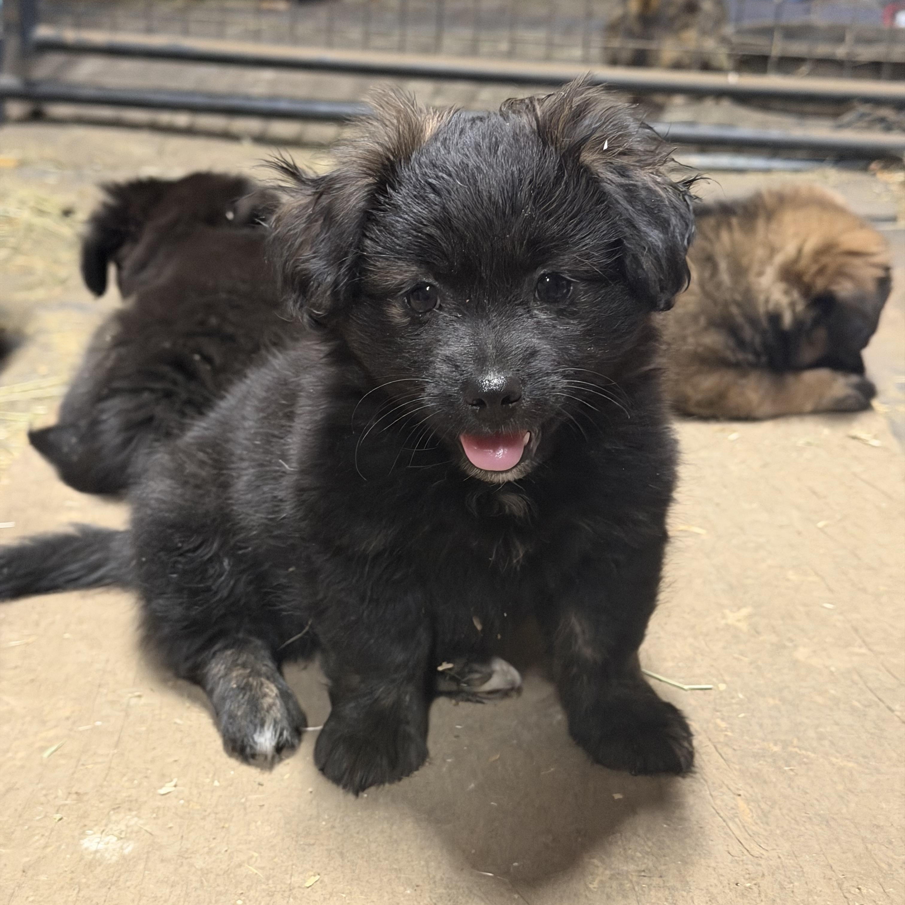 DENALI THE FLUFFIEST CUUDLE BUG, adopted, Puppy Male Chihuahua.