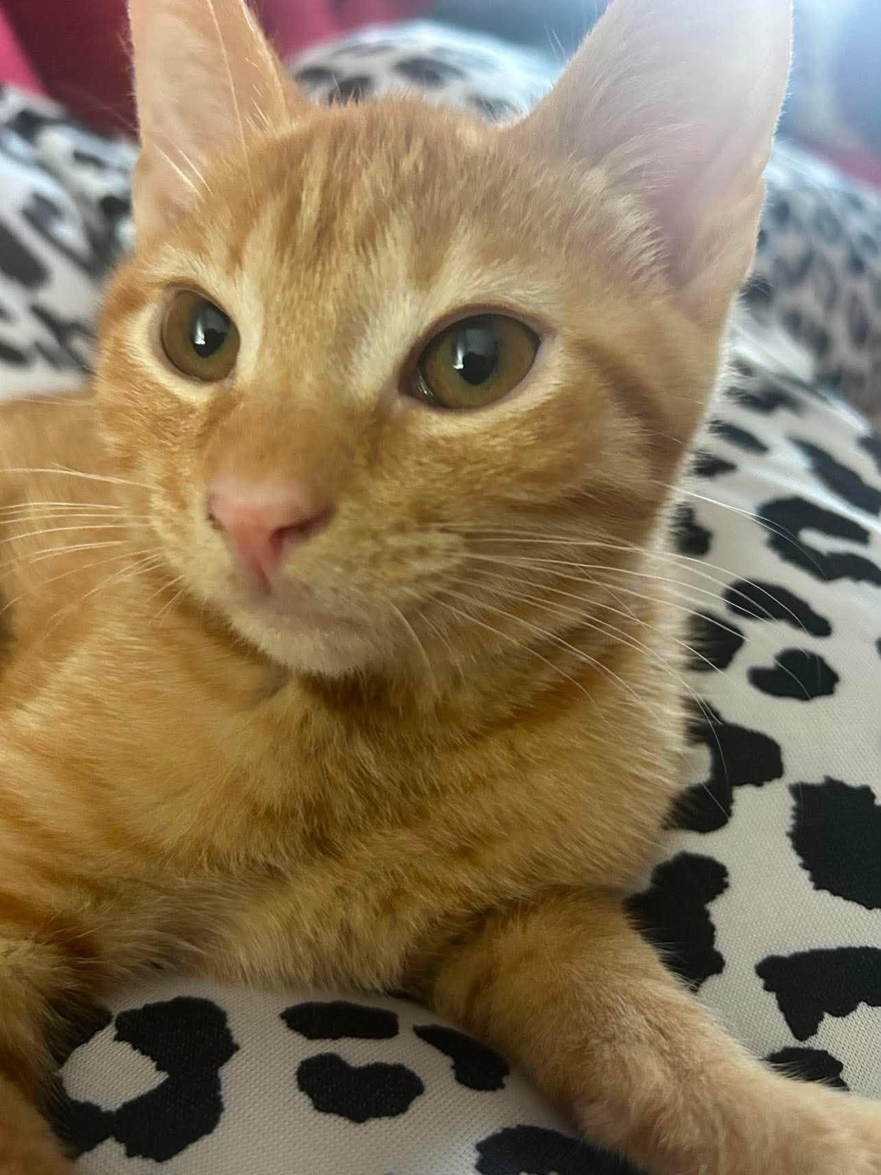 Milo, Adoptable, Kitten Male Domestic Short Hair.