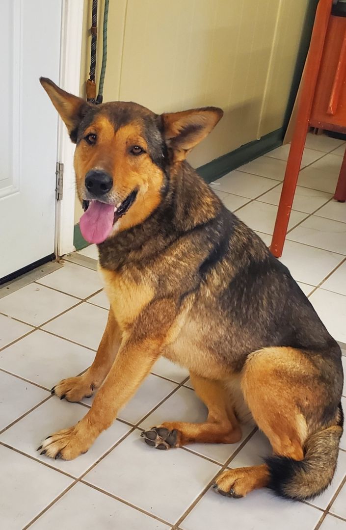 RUBY, Adoptable, Adult Female German Shepherd Dog & Mixed Breed.