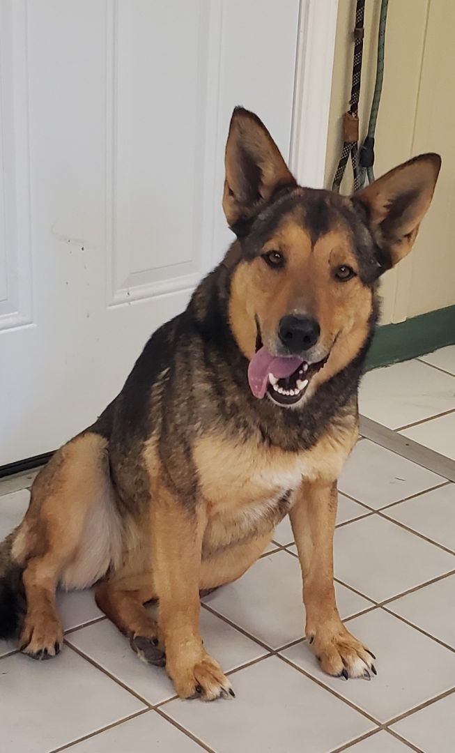 RUBY, a Adoptable mixed breed in Saint Jo, TX image 2/3