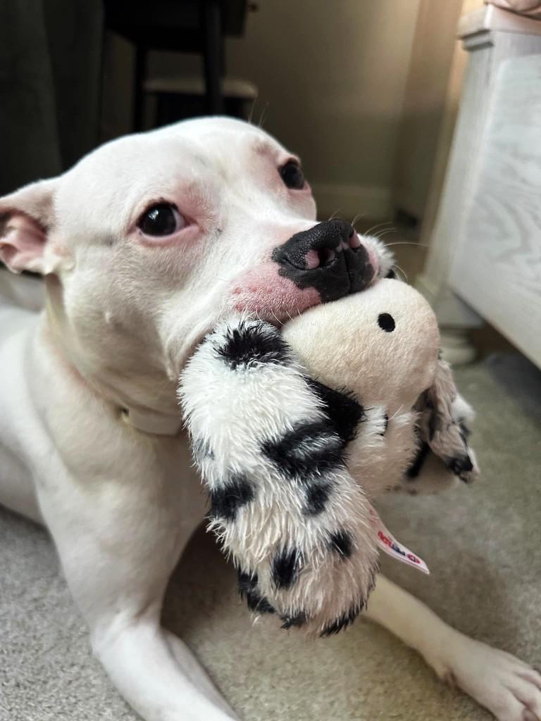Casper, handsome and sweet, he just needs a buddy to make his life complete ! 5