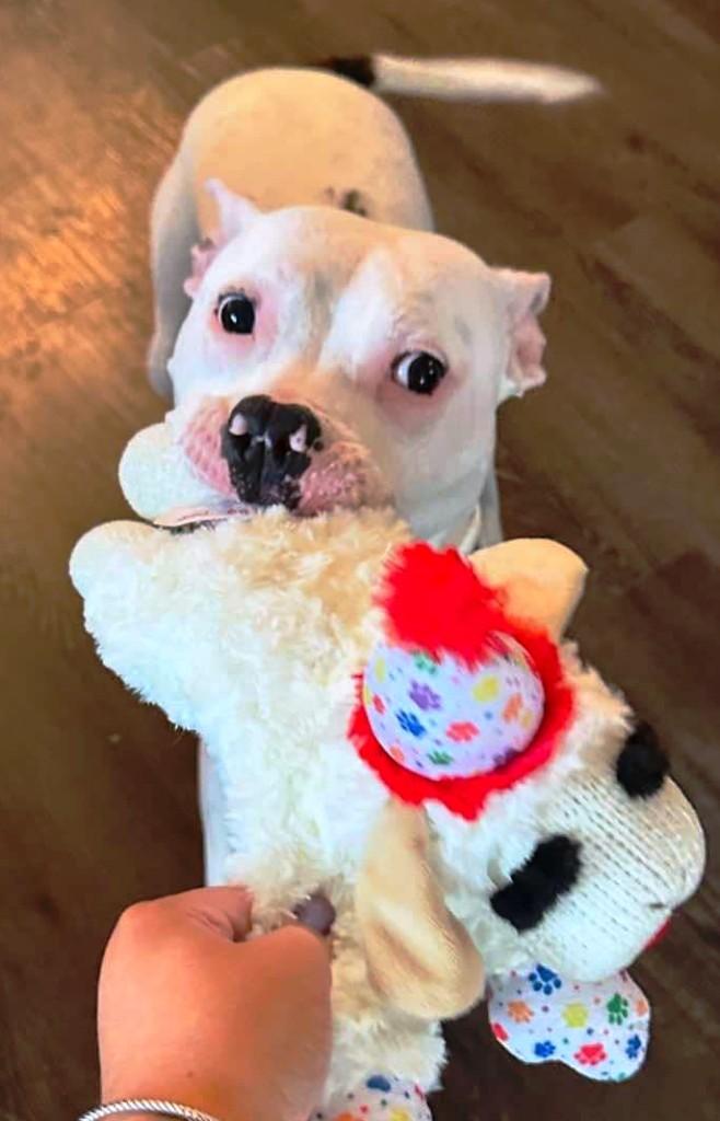 Casper, handsome and sweet, he just needs a buddy to make his life complete ! 1