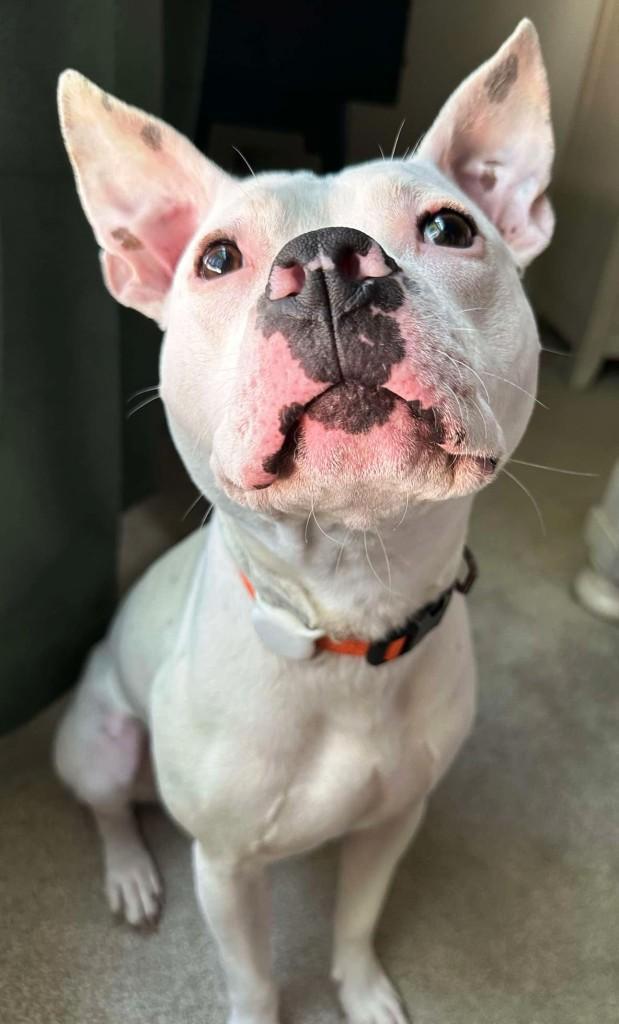 Casper, handsome and sweet, he just needs a buddy to make his life complete ! 3
