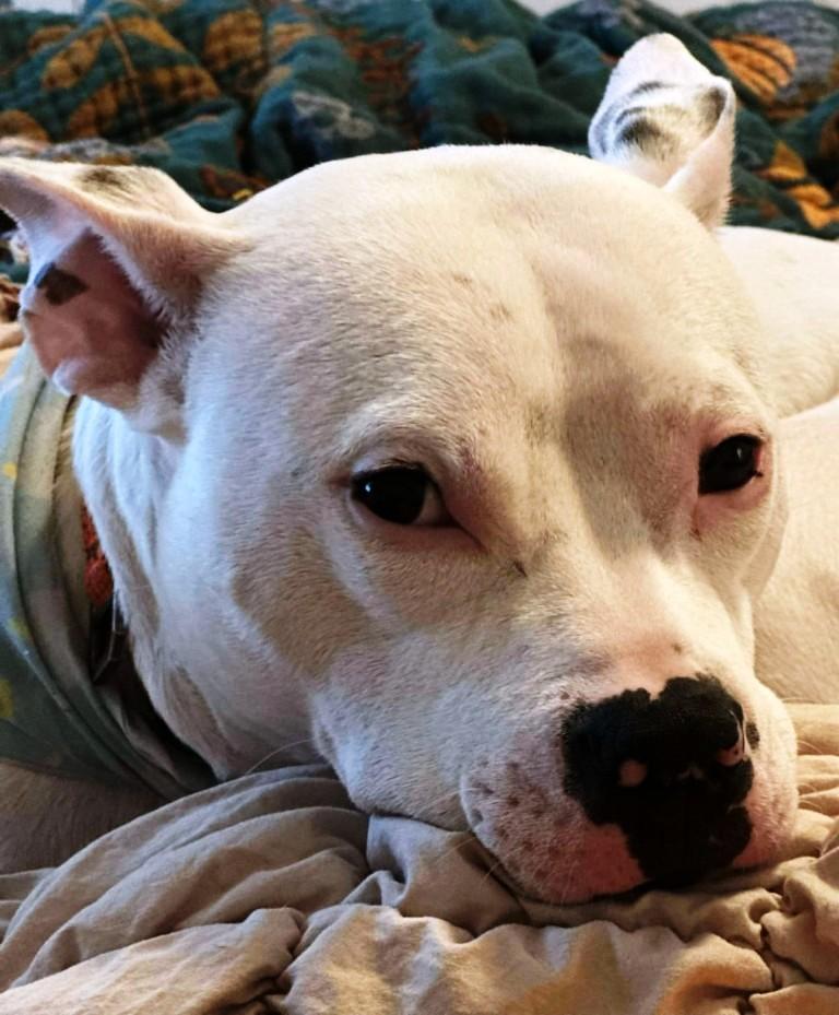 Casper, handsome and sweet, he just needs a buddy to make his life complete ! 6