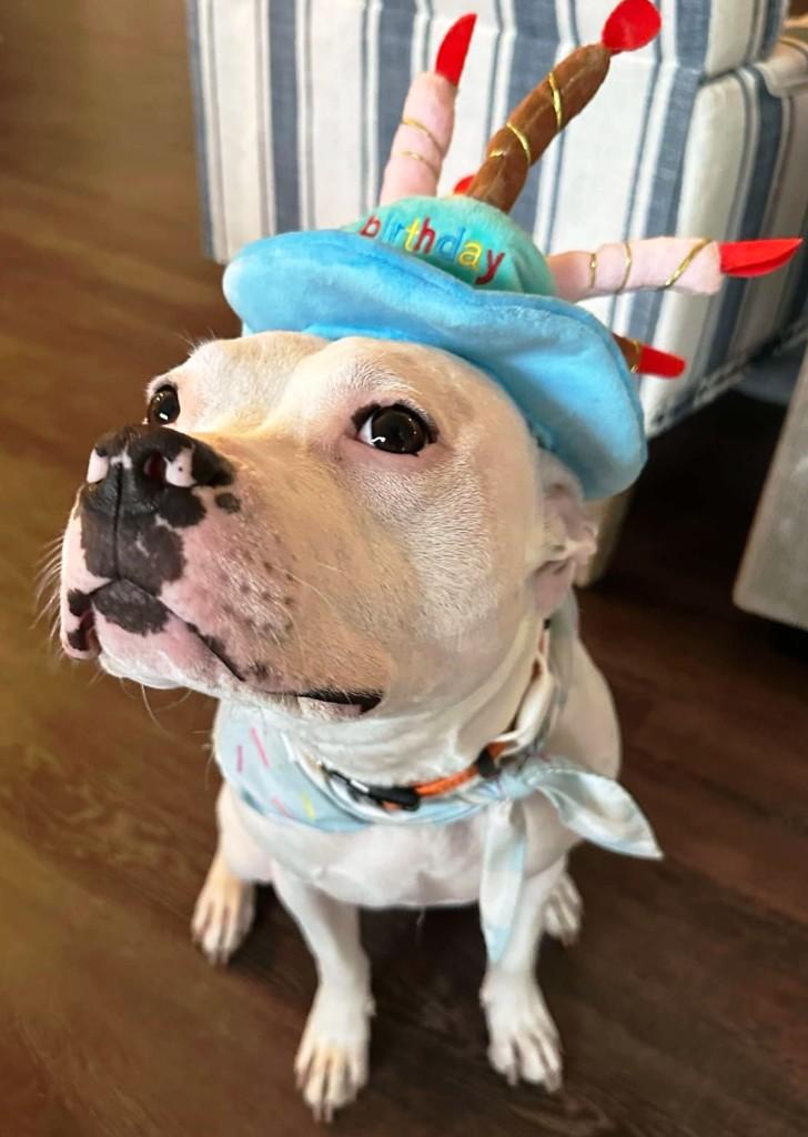 Casper, handsome and sweet, he just needs a buddy to make his life complete ! 2