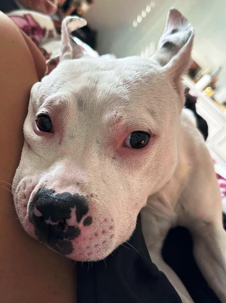 Casper, handsome and sweet, he just needs a buddy to make his life complete ! 4