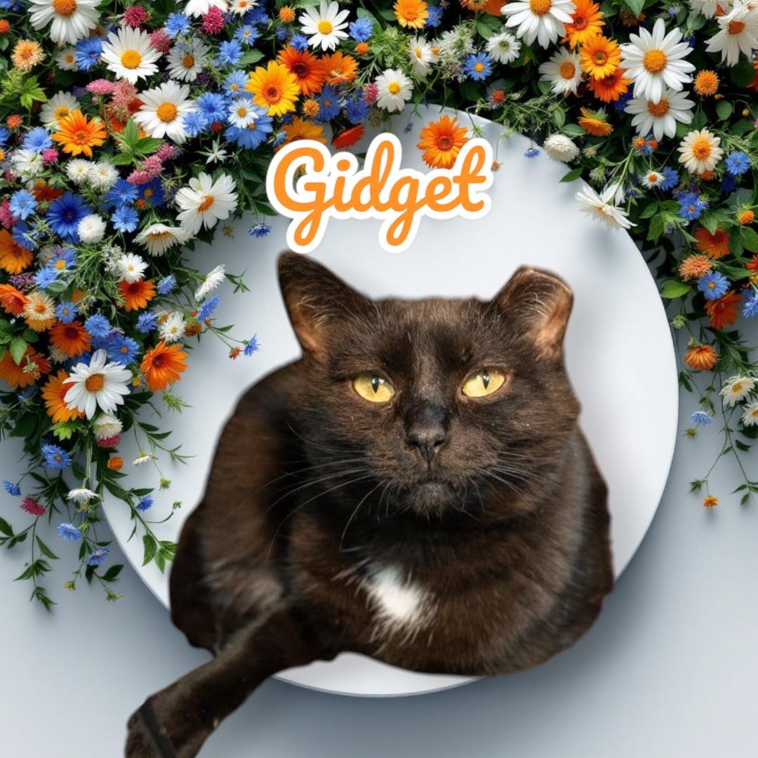 Gidget