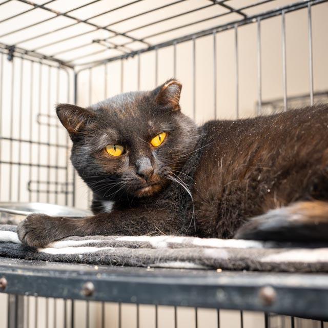 Enlarge Gidget, a Adoptable Domestic Short Hair in Lapeer, MI image 1/4