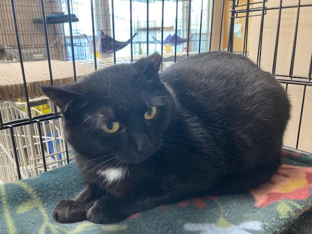 Enlarge Gidget, a Adoptable Domestic Short Hair in Lapeer, MI image 3/3