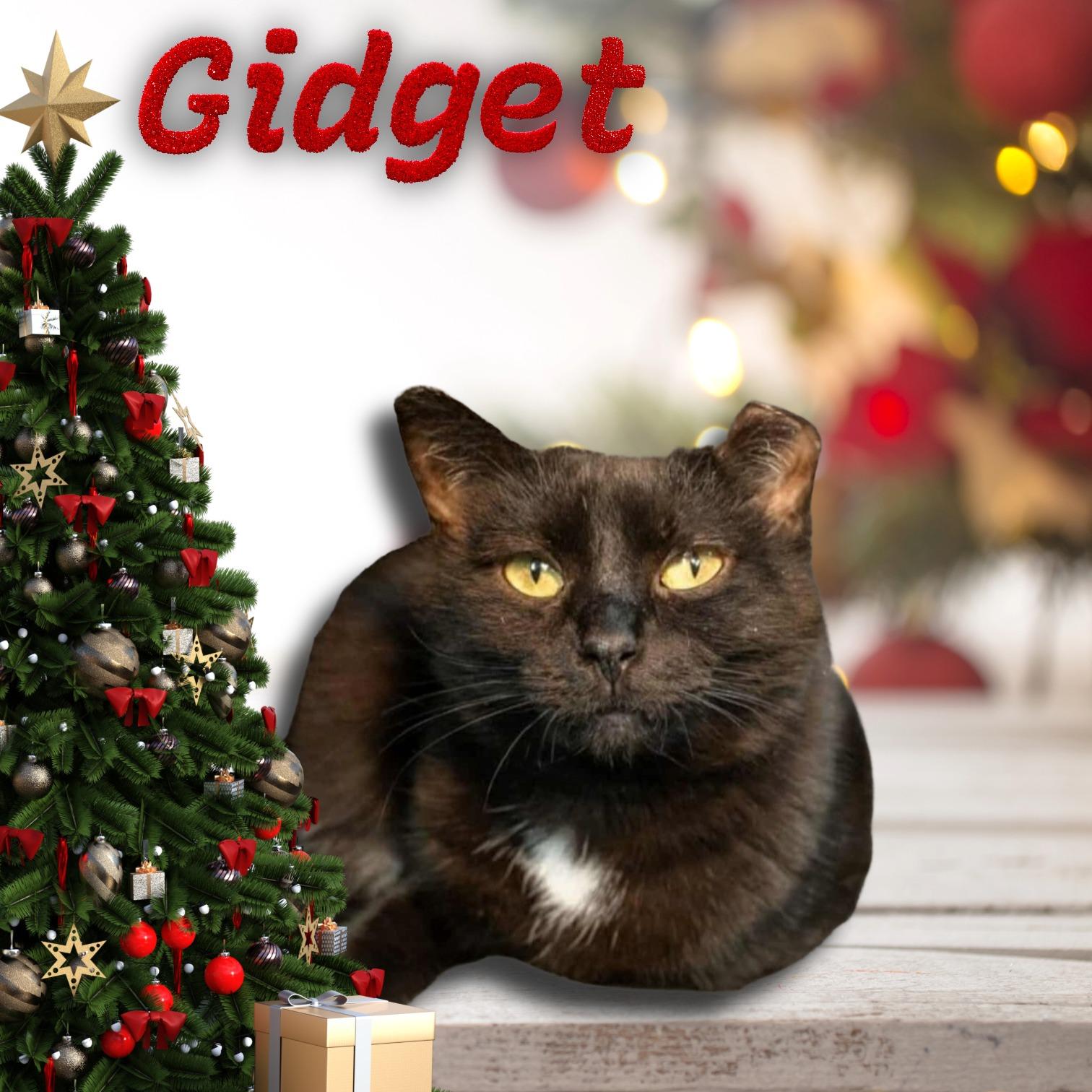 Gidget, Adoptable, Adult Female Domestic Short Hair.