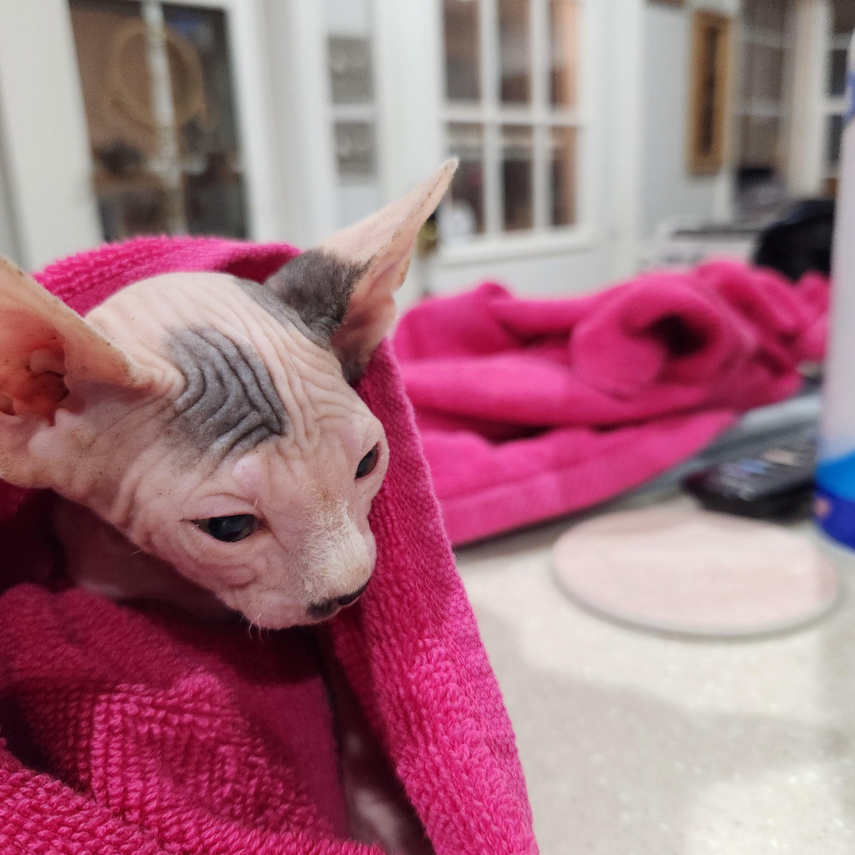 Enlarge Cairo, a Adopted Sphynx / Hairless Cat in North Augusta, SC image 2/2