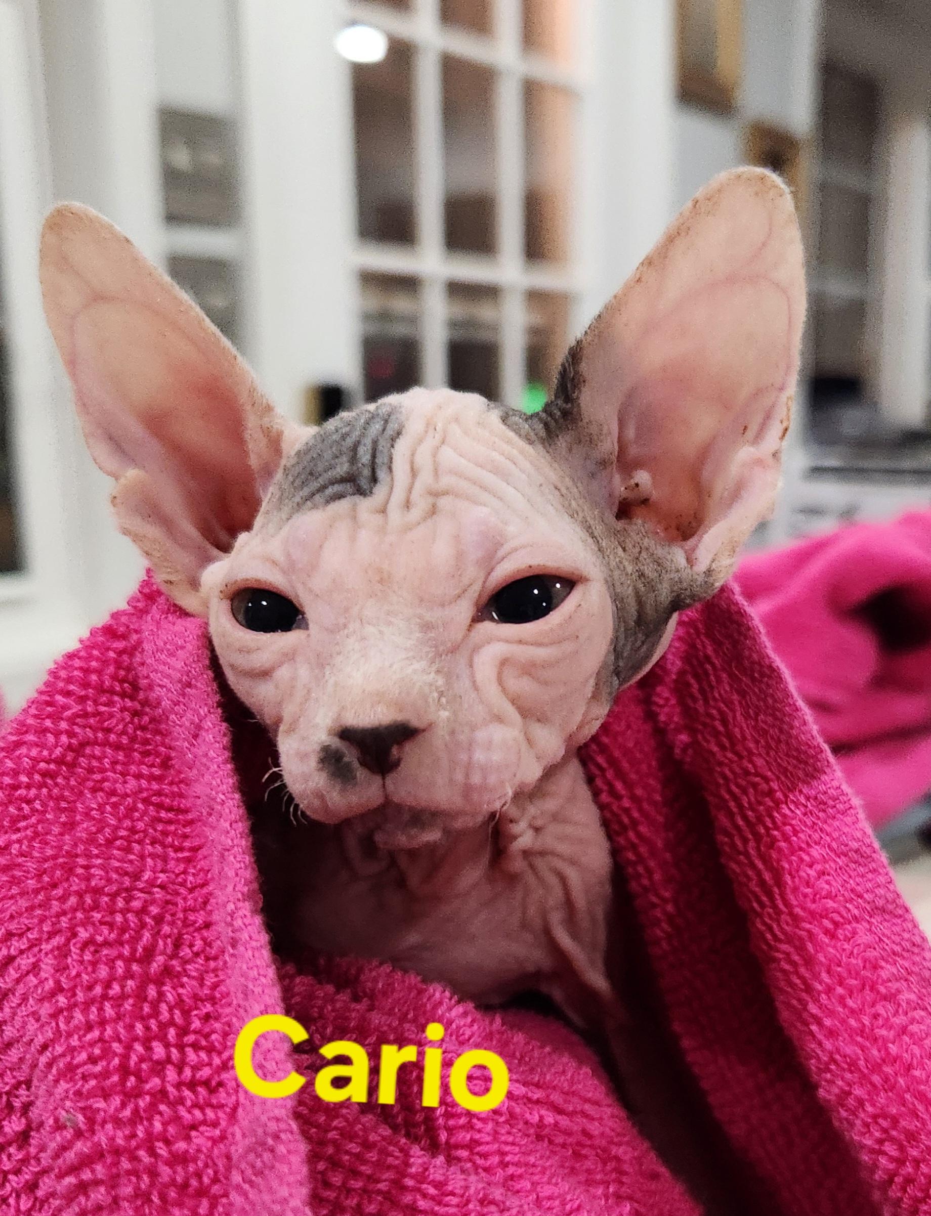 Enlarge Cairo, a Adopted Sphynx / Hairless Cat in North Augusta, SC image 1/2