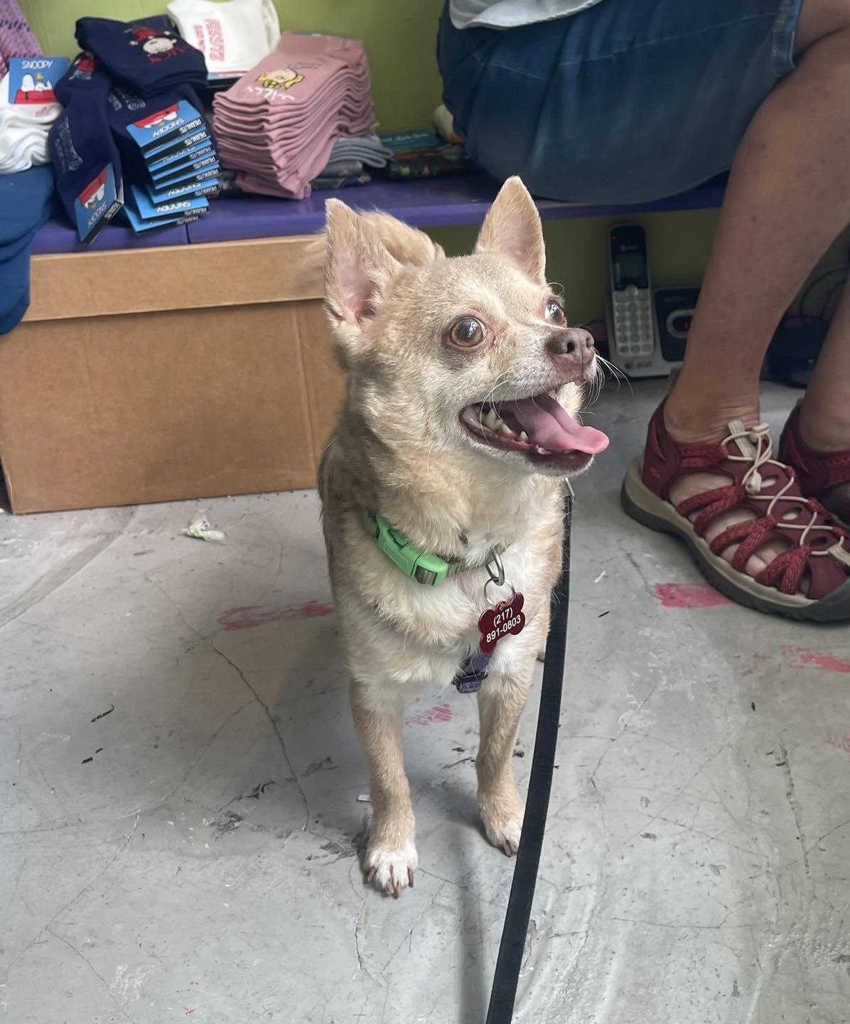 Enlarge Underdog (in a FOSTR home), a Adopted mixed breed in Springfield, IL image 2/2