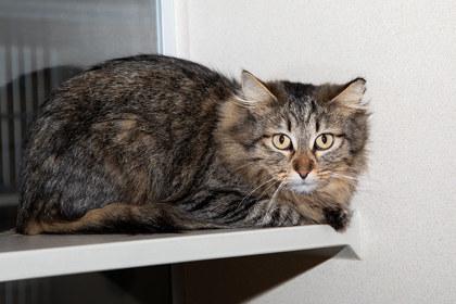 Enlarge Solarflare, a Adoptable mixed breed in Longmont, CO image 1/2