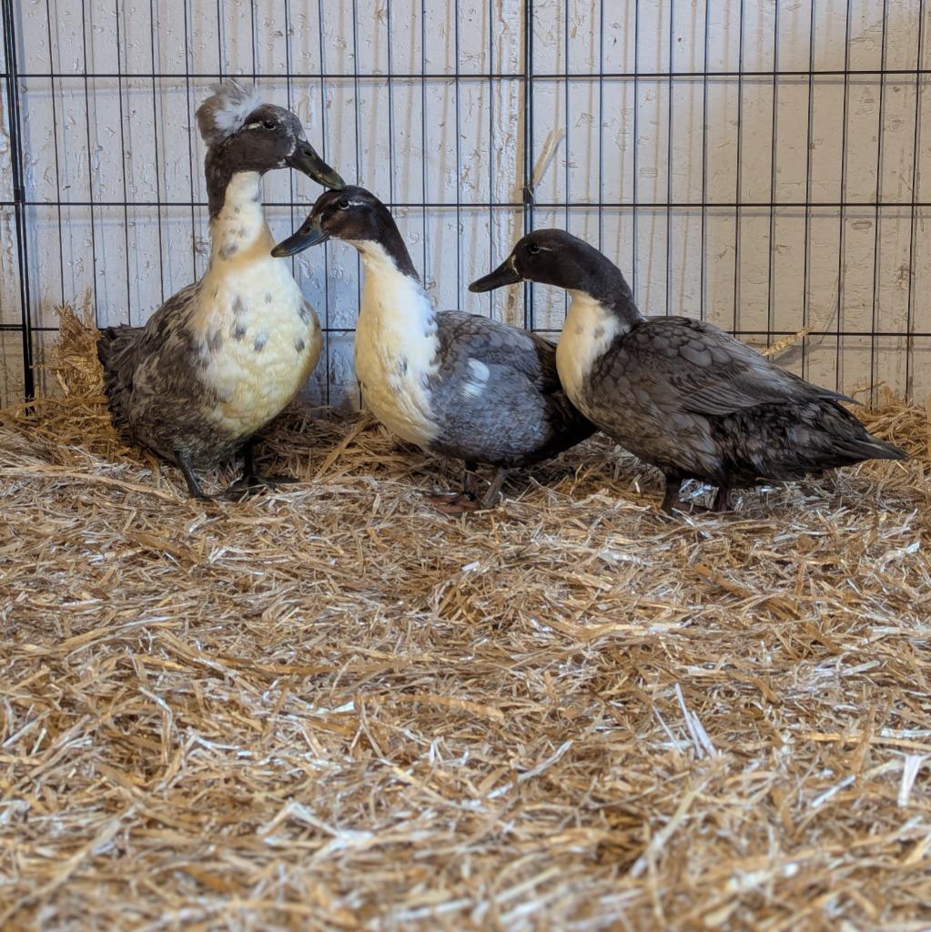 Enlarge Winnie, a Adopted Duck in Eagle Mountain, UT image 1/1