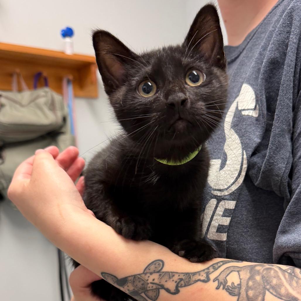 Gryphon, Adoptable, Kitten Male Domestic Short Hair.