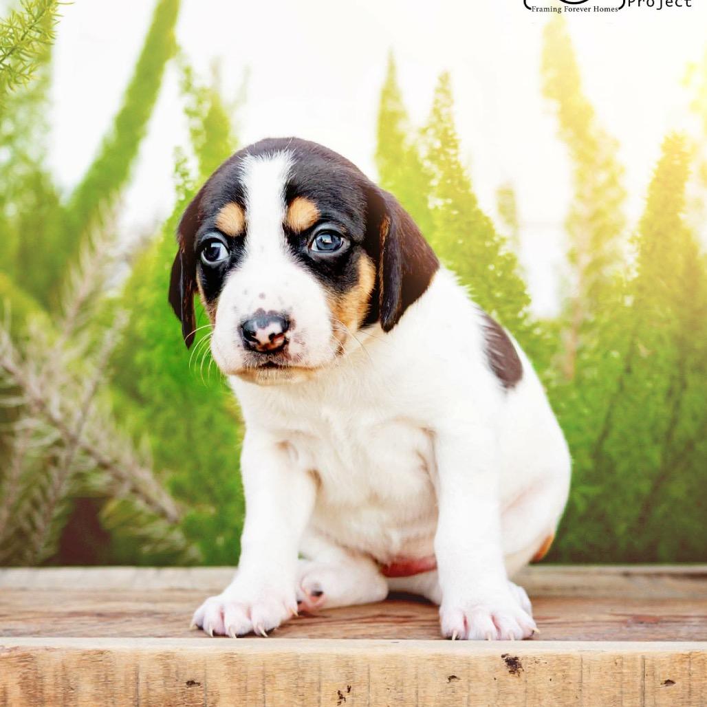 Enlarge Arctic, a Adoptable mixed breed in Jacksonville, FL image 1/1