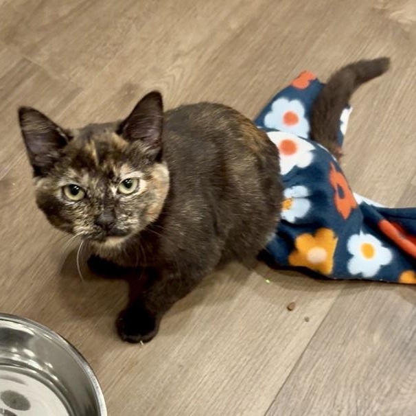 Vivian - Special Needs, Adoptable, Kitten Female Domestic Short Hair.