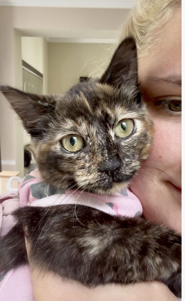 Vivian - Special Needs, a Adoptable Domestic Short Hair in Reston, VA image 2/3