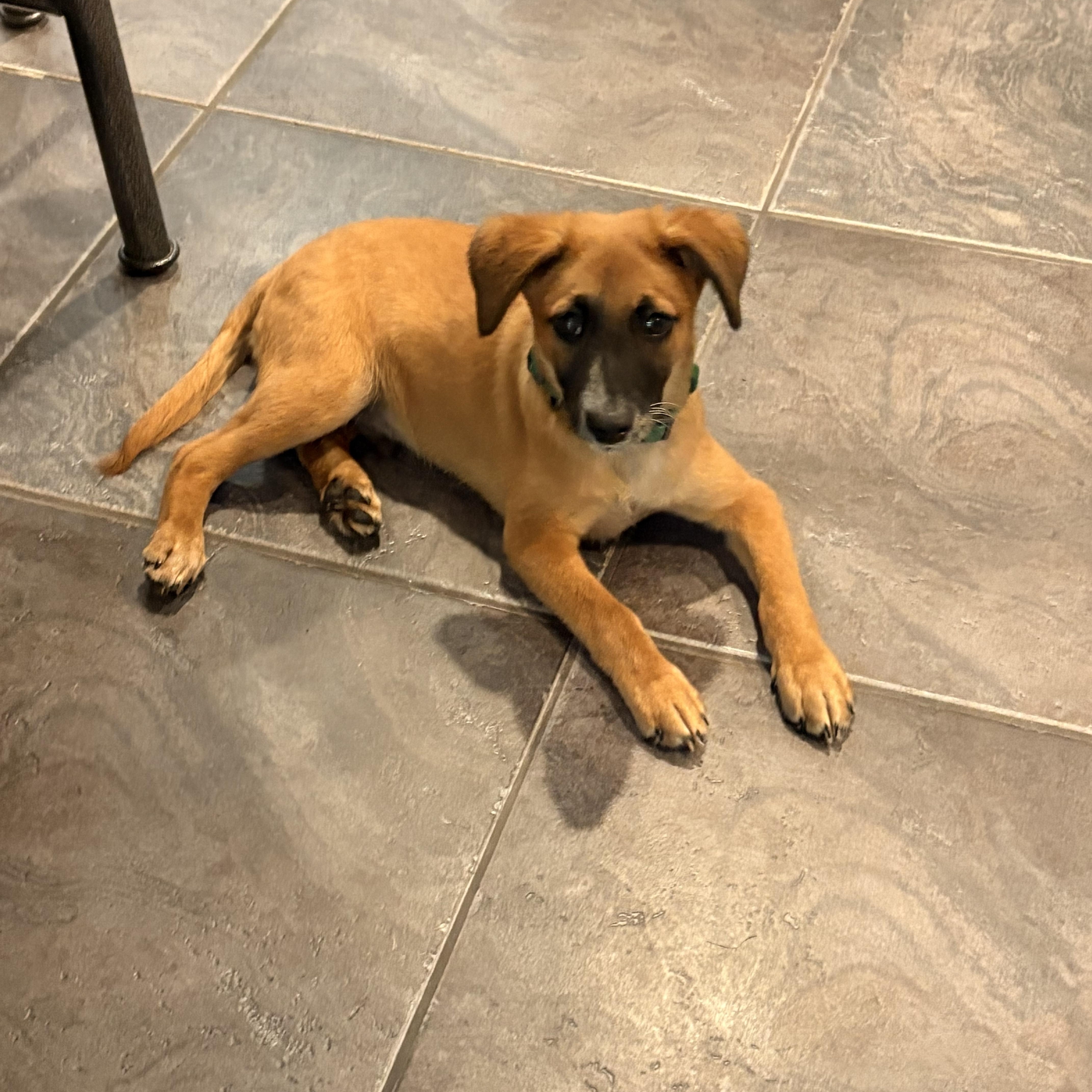 Bohdi, a ADOPTABLE mixed breed in Eatontown, NJ image 4/4