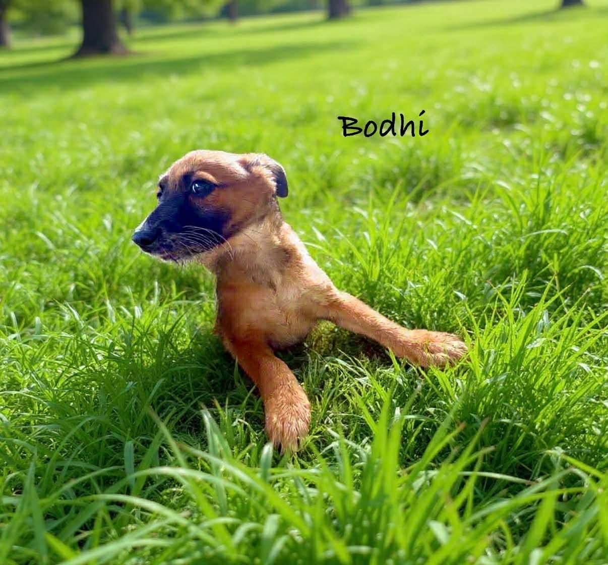 Enlarge Bohdi, a ADOPTABLE mixed breed in Eatontown, NJ image 3/3