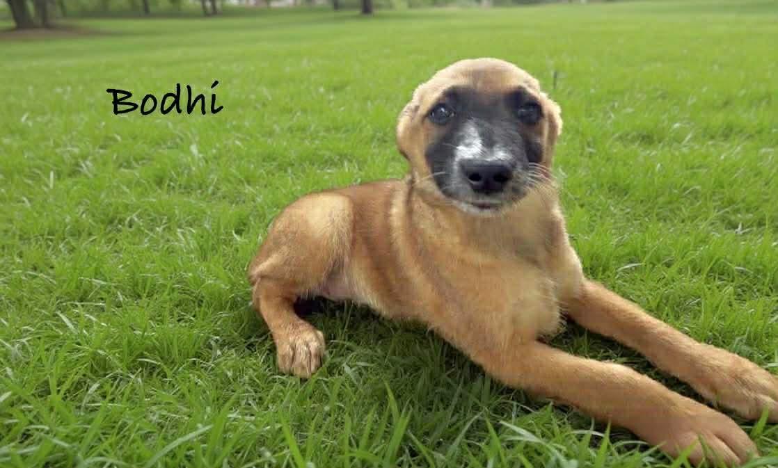 Enlarge Bohdi, a ADOPTABLE mixed breed in Eatontown, NJ image 1/3