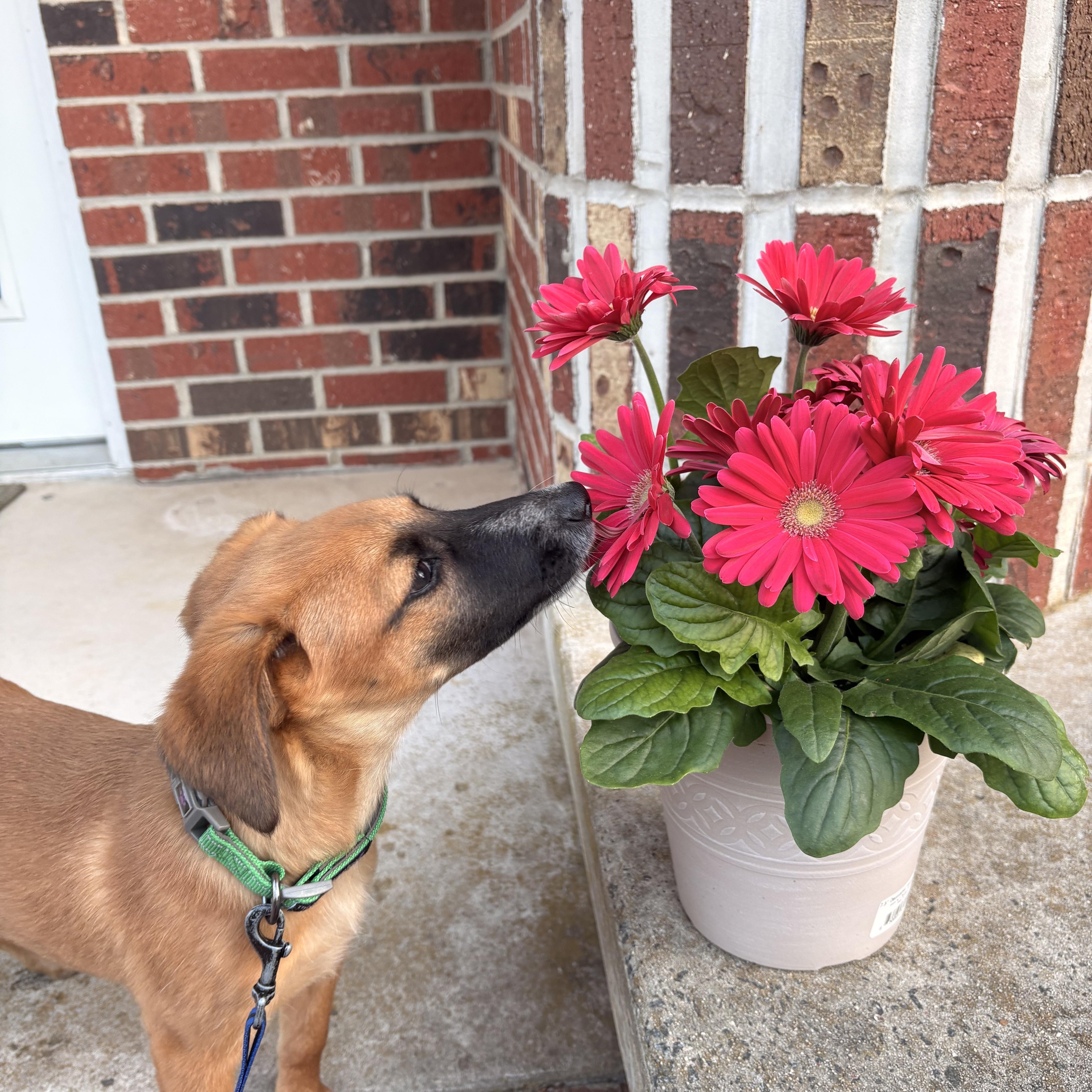 Bohdi, a ADOPTABLE mixed breed in Eatontown, NJ image 2/4