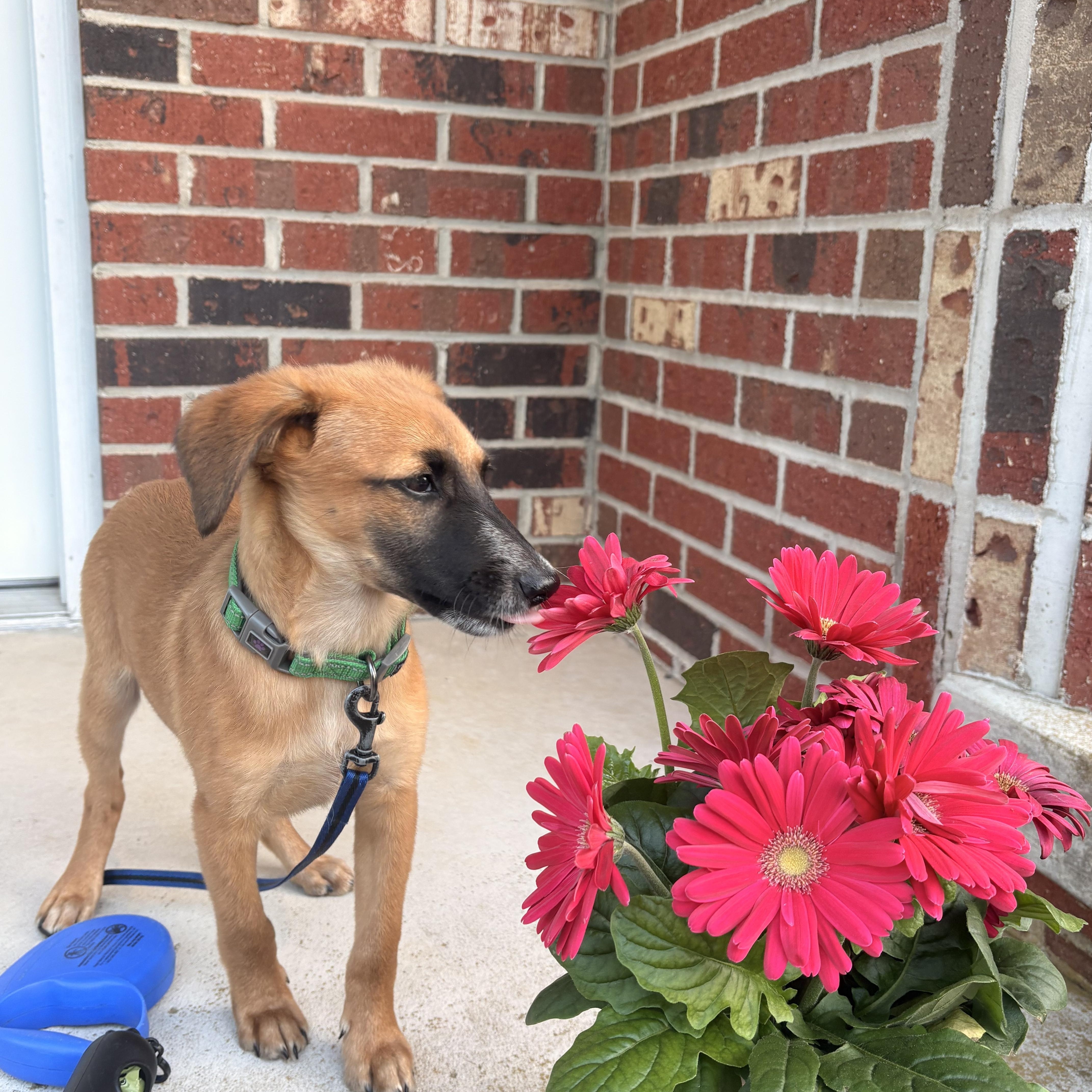 Bohdi, a ADOPTABLE mixed breed in Eatontown, NJ image 1/4