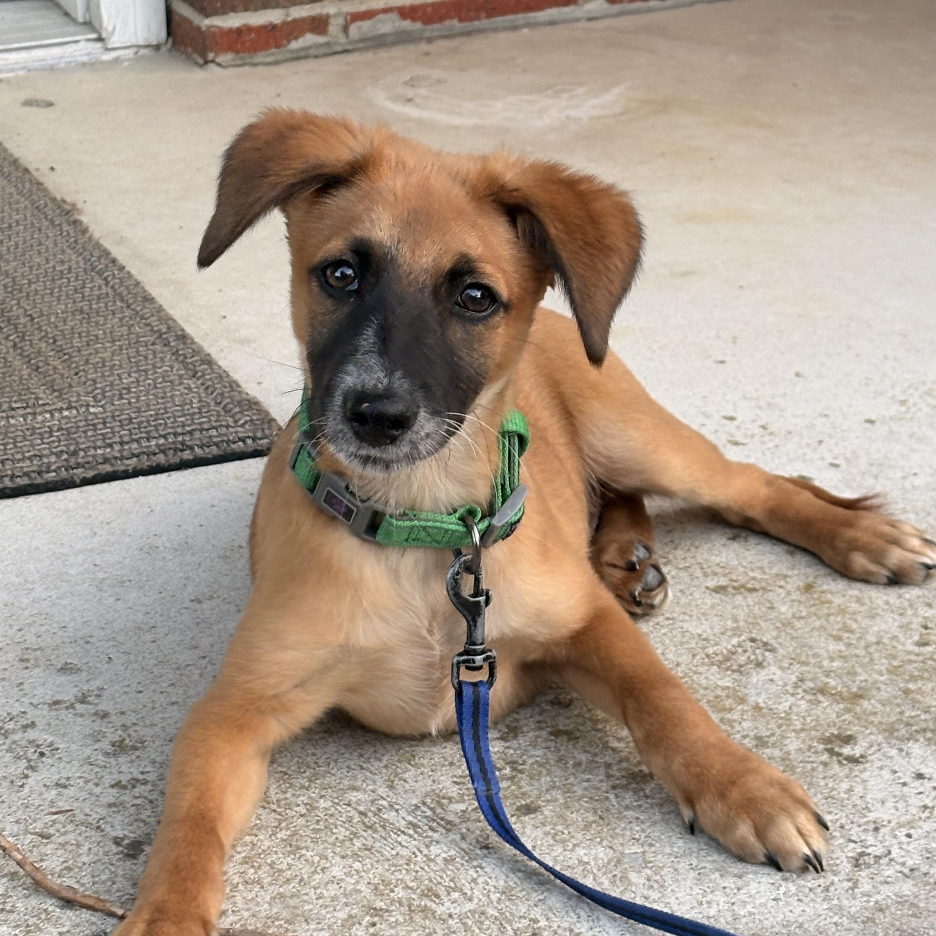 Bohdi, a ADOPTABLE mixed breed in Eatontown, NJ image 3/4