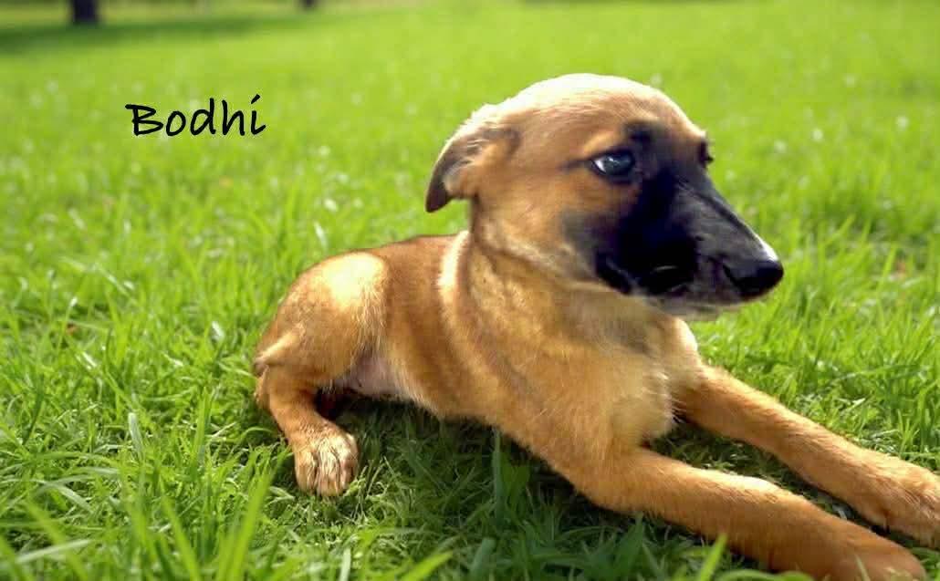 Enlarge Bohdi, a ADOPTABLE mixed breed in Eatontown, NJ image 2/3