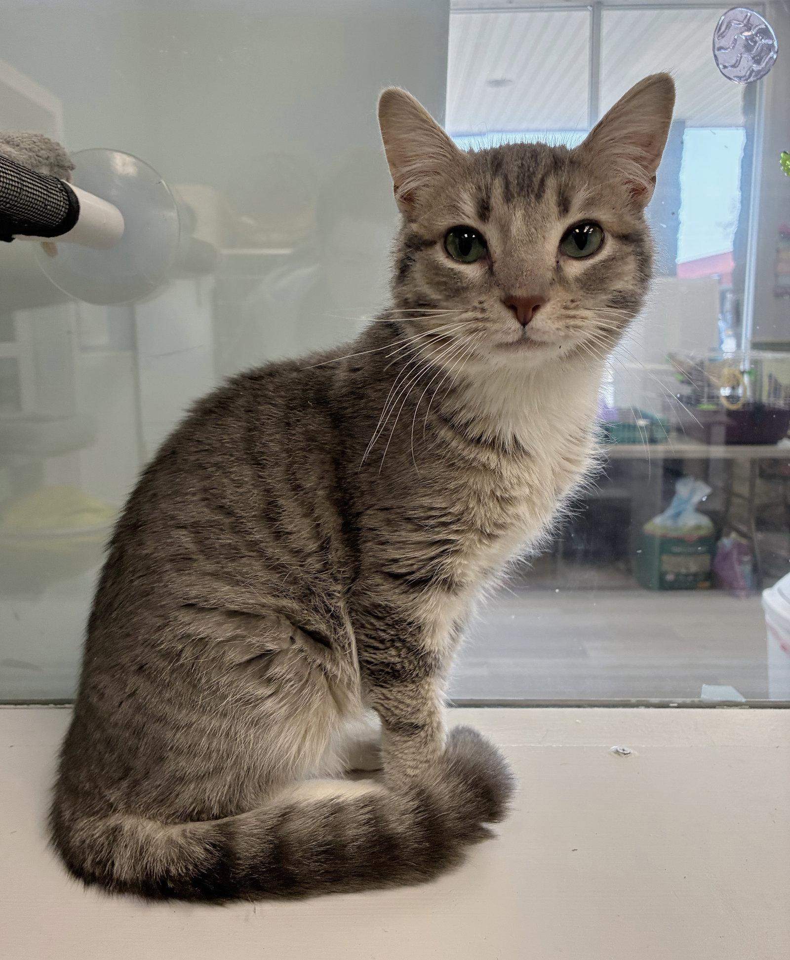 Enlarge Tito's, a Adopted mixed breed in Georgetown, KY image 2/2