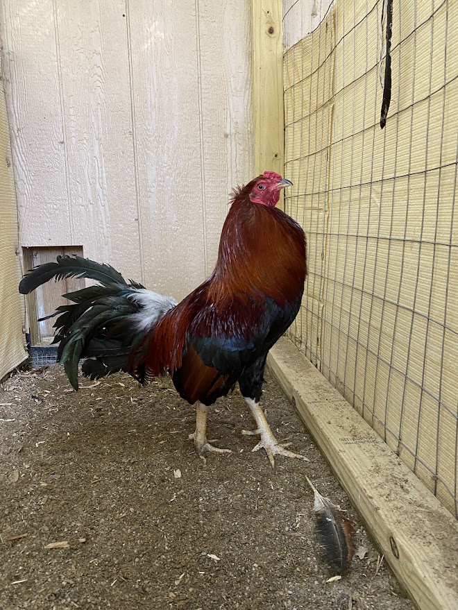 Corporal, Adult Male Chicken