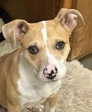 Uno, a Adopted mixed breed in Carrollton, GA image 1/3