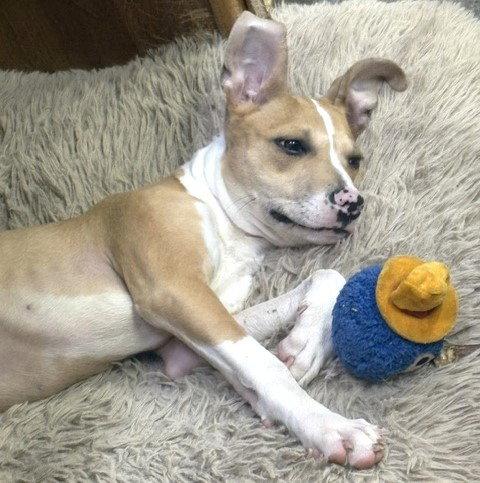 Uno, a Adopted mixed breed in Carrollton, GA image 2/3