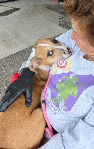 Uno, a Adopted mixed breed in Carrollton, GA image 3/3