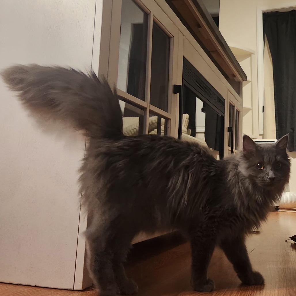 Enlarge Whiskey, a Adoptable mixed breed in Grand Rapids, MN image 1/2