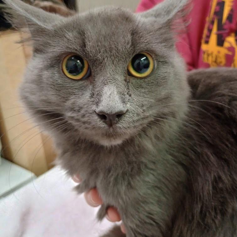 Enlarge Whiskey, a Adoptable mixed breed in Grand Rapids, MN image 2/2