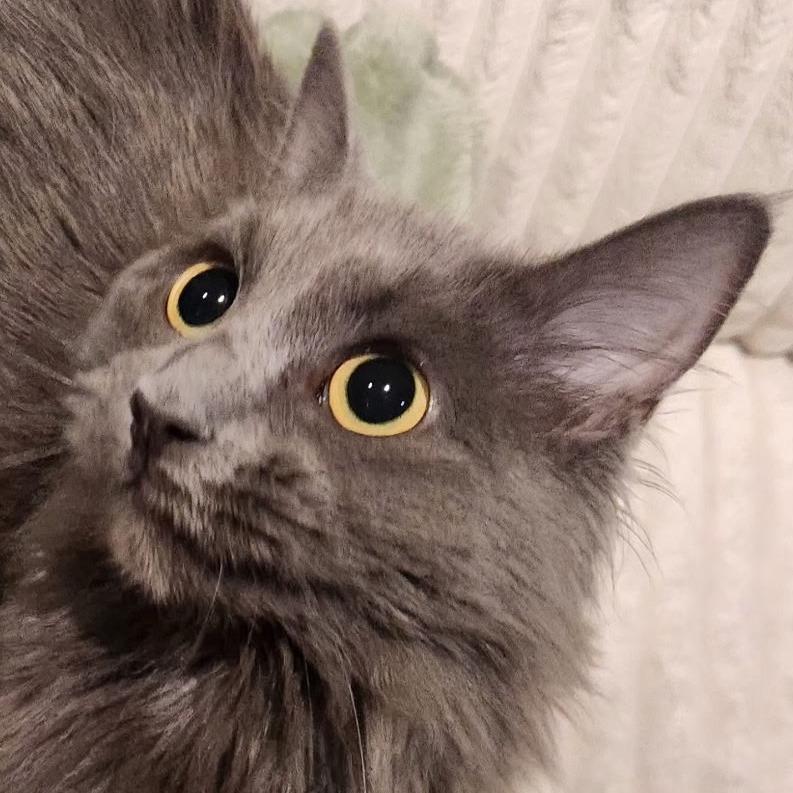 Whiskey, Adoptable, Young Female Nebelung & Russian Blue.