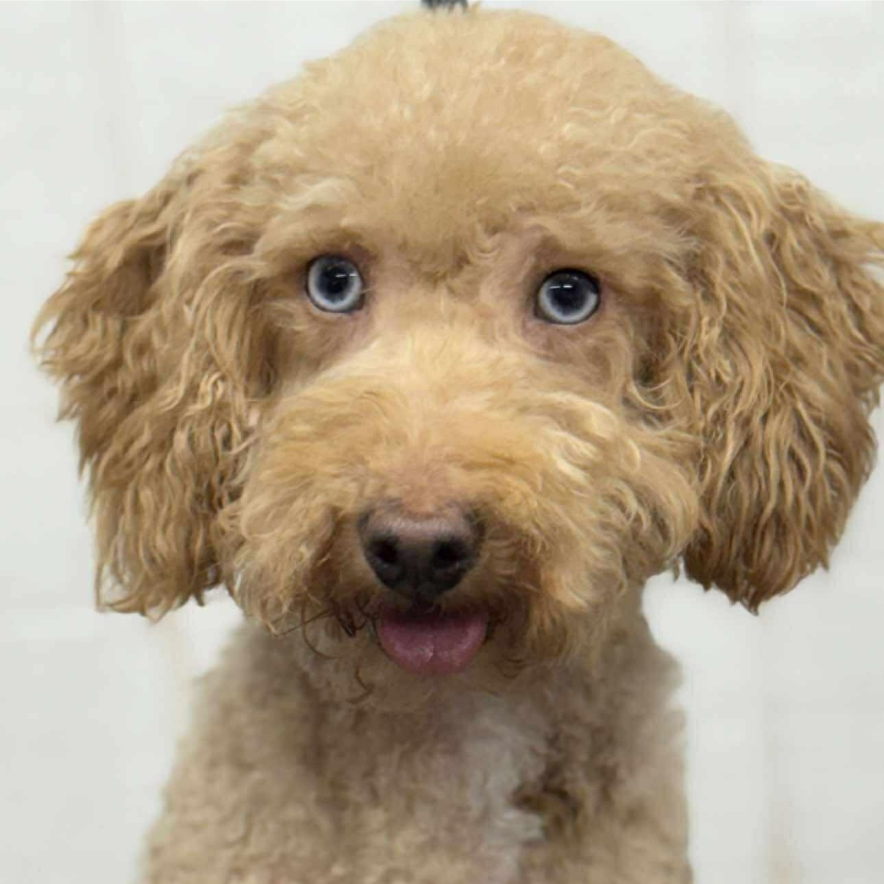 Enlarge Ruby , an adoptable Cockapoo in Wheelersburg, OH image 2/2