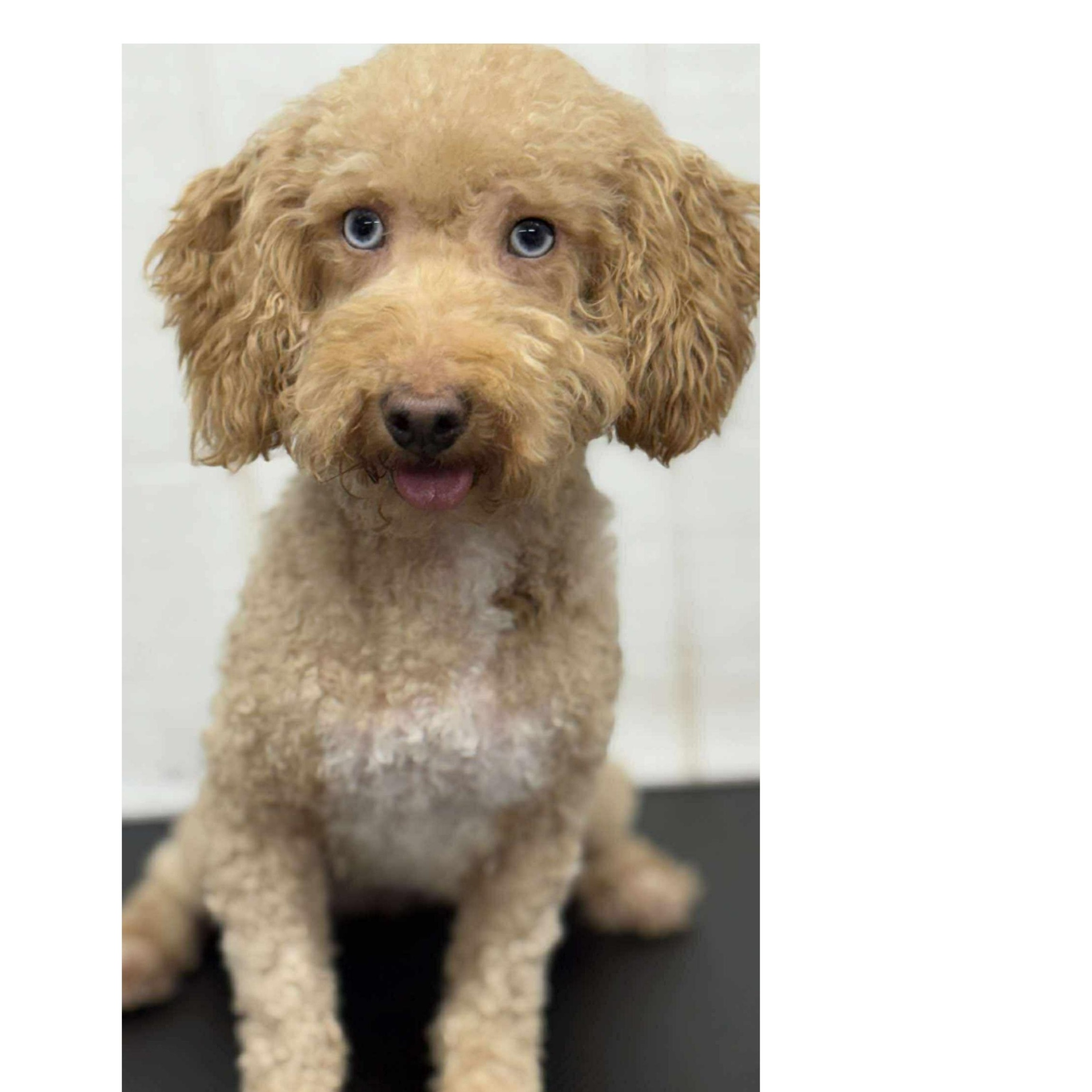 Ruby , adoptable, Adult Female Cockapoo.