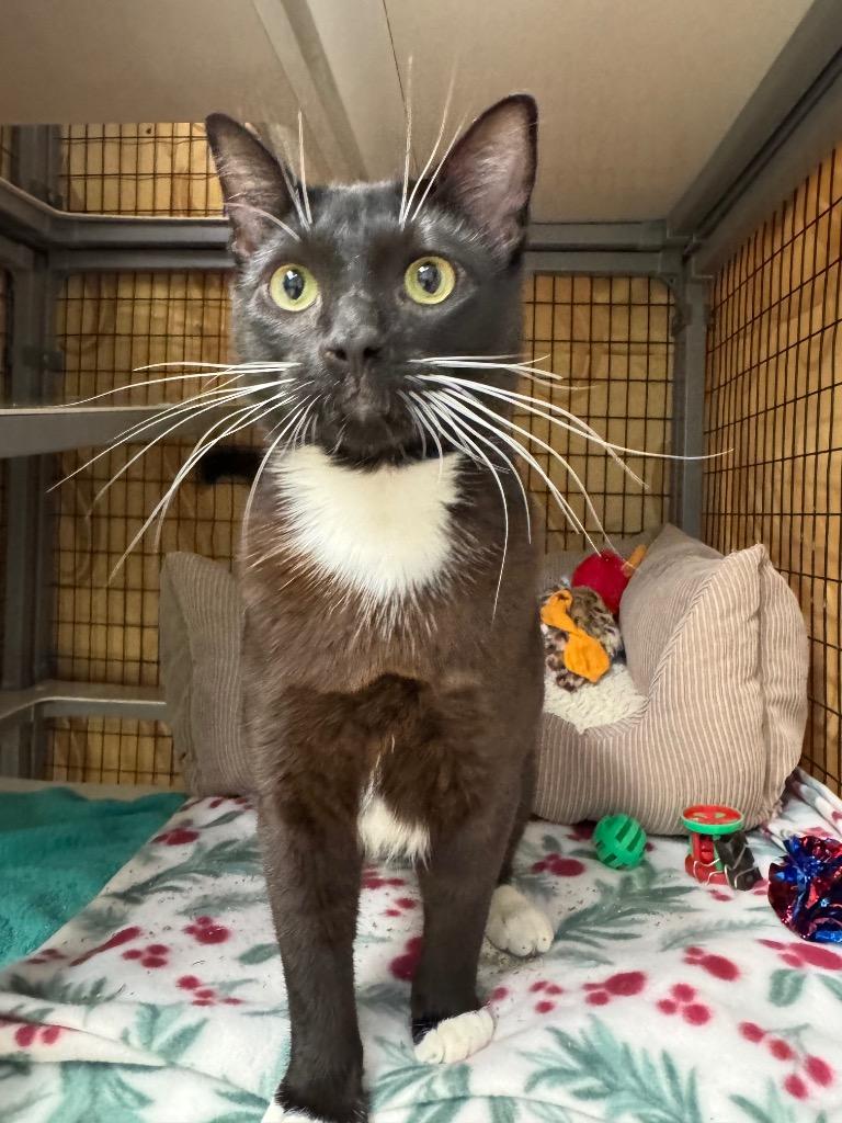 Enlarge Atticus, a Adoptable mixed breed in Grants Pass, OR image 1/1