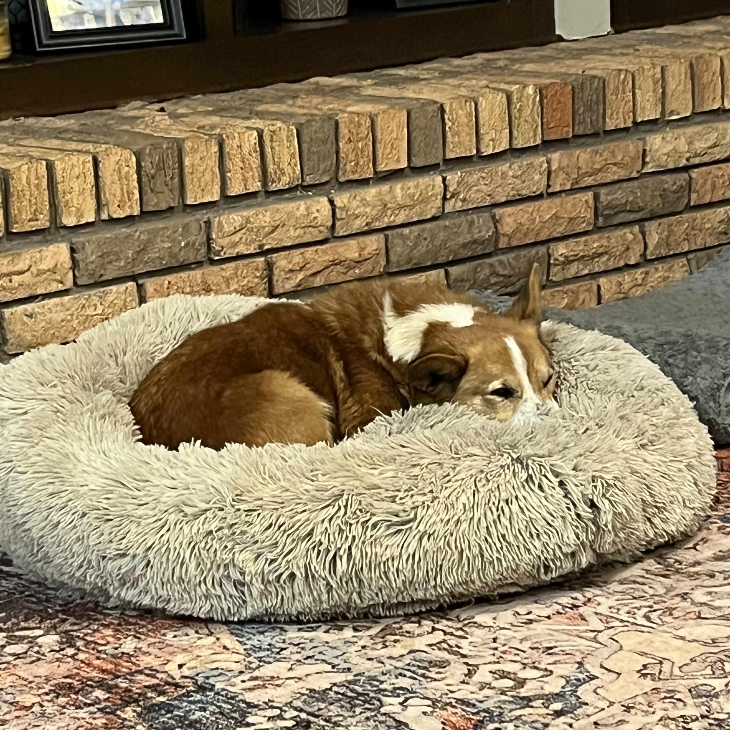 Enlarge Frank, a ADOPTABLE Corgi in Cullman, AL image 6/6