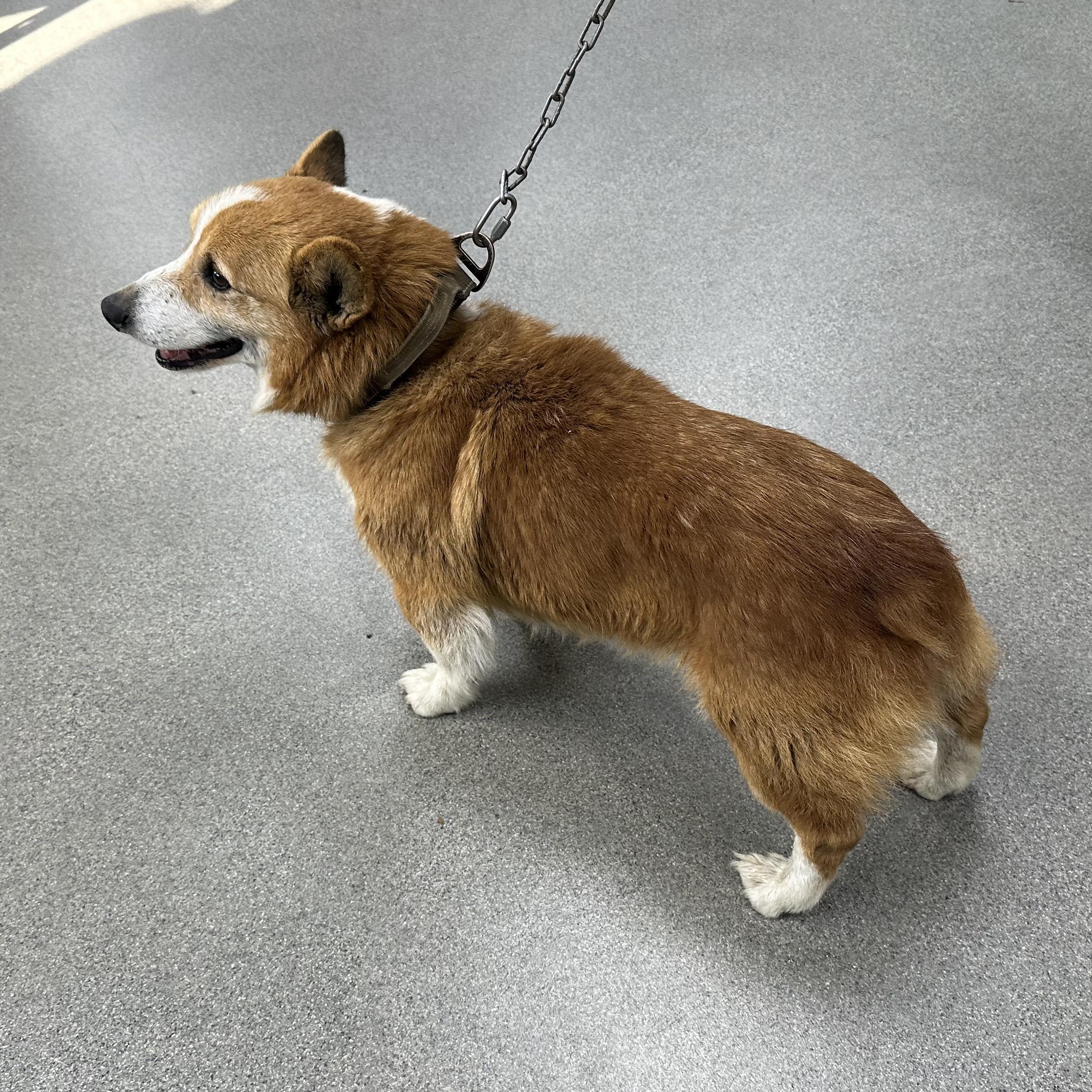 Enlarge Frank, a ADOPTABLE Corgi in Cullman, AL image 3/6