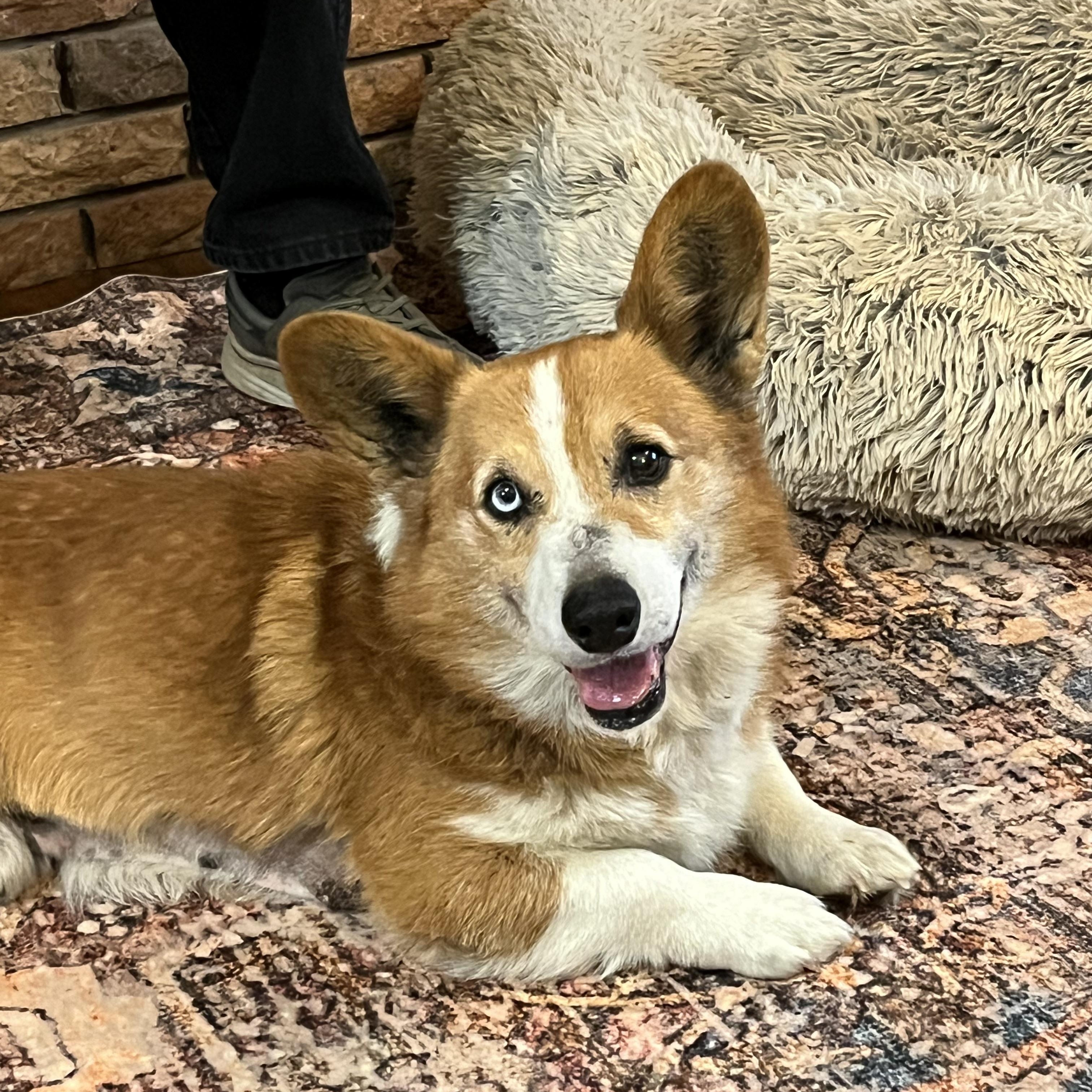 Enlarge Frank, a ADOPTABLE Corgi in Cullman, AL image 1/6