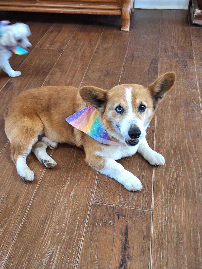 Enlarge Frank, a ADOPTABLE Corgi in Cullman, AL image 2/6