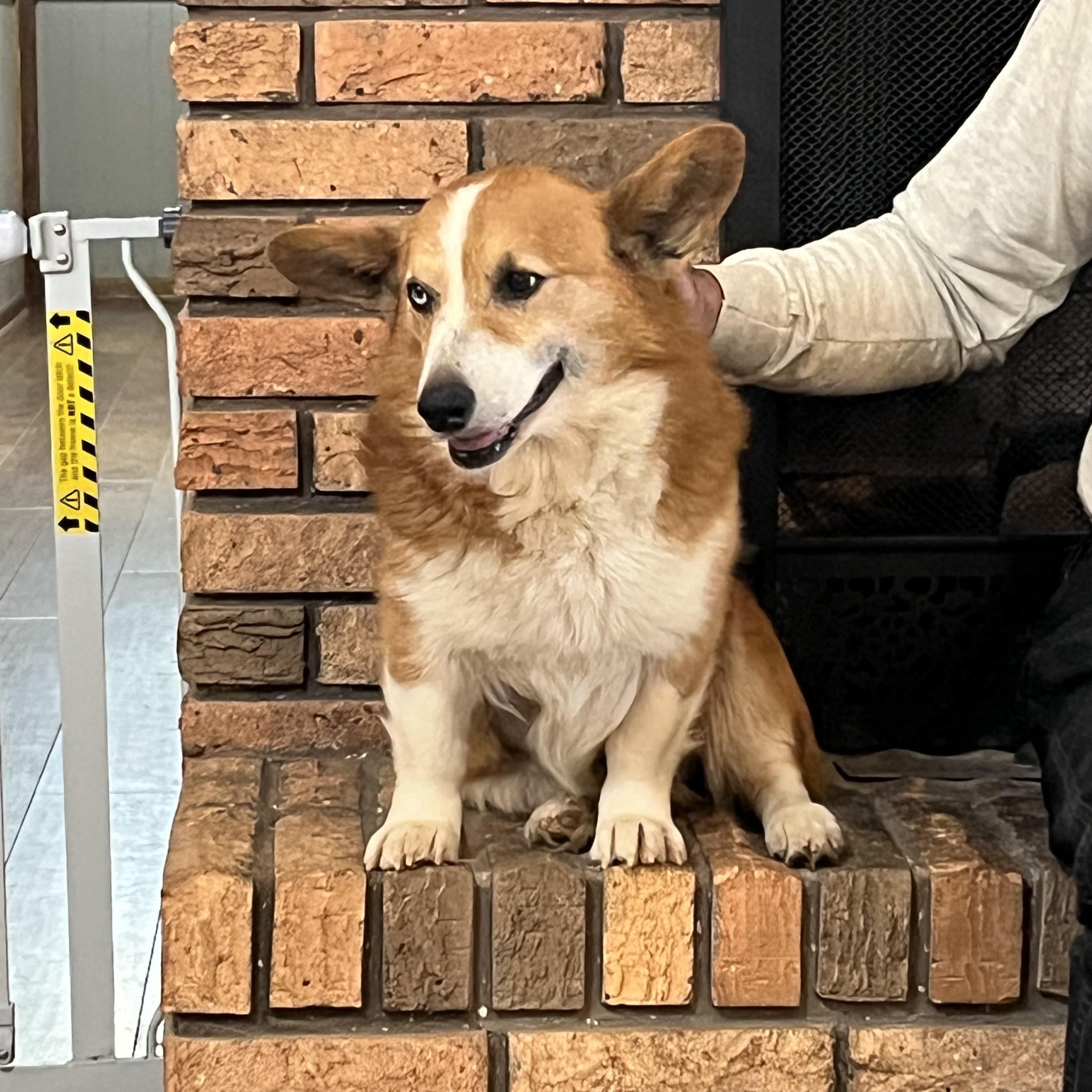 Enlarge Frank, a ADOPTABLE Corgi in Cullman, AL image 5/6