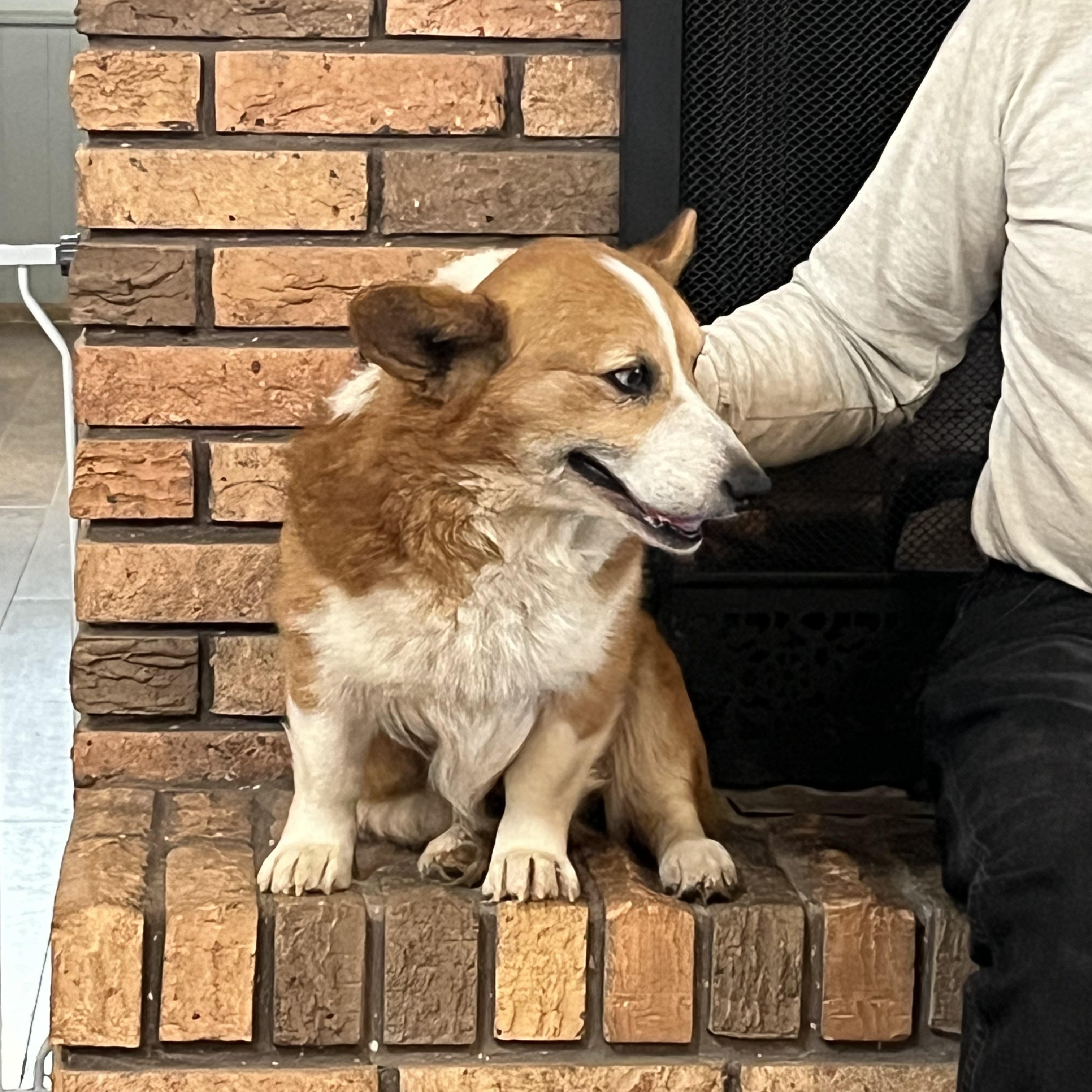Enlarge Frank, a ADOPTABLE Corgi in Cullman, AL image 4/6
