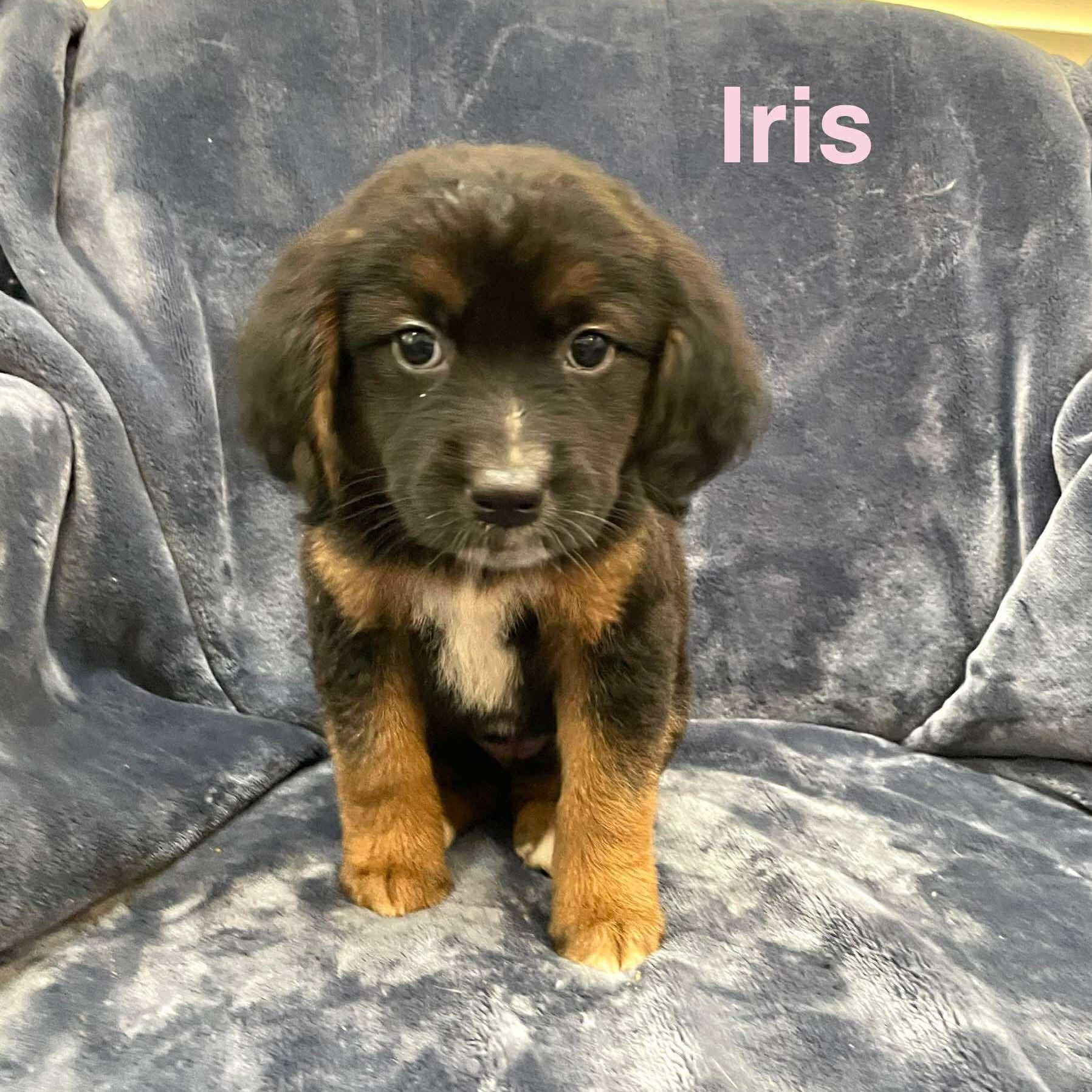 IRIS, an adoptable Pekingese in Madisonville, LA, 70447 | Photo Image 2